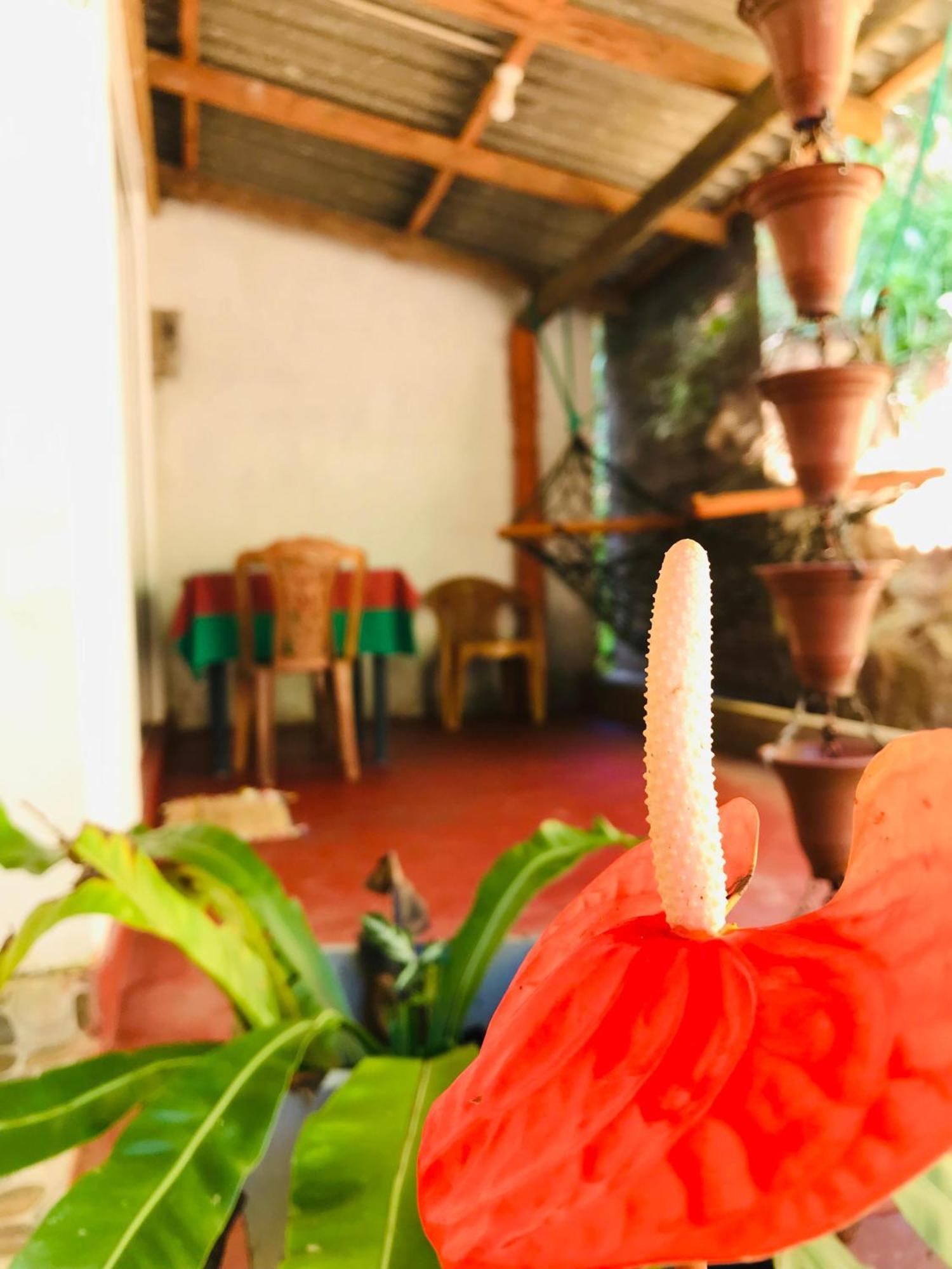 Ella Jungle Inn Homestay And Tree House Kültér fotó